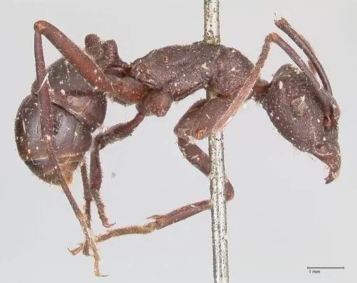 Rhytidoponera maniae specimen FOCOL0911 image focol0911_4