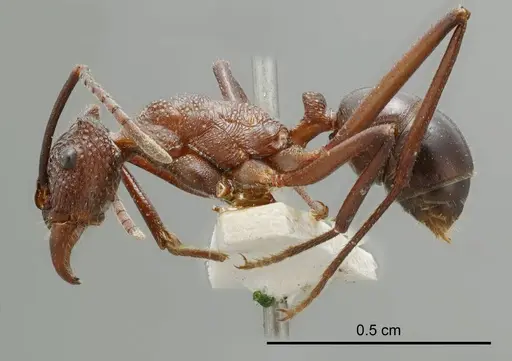 Rhytidoponera mayri specimen ANTWEB1008302 image antweb1008302_2