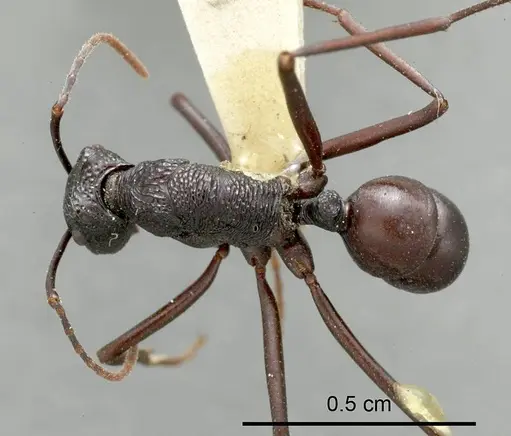 Rhytidoponera mayri specimen ANTWEB1008314 image antweb1008314_1