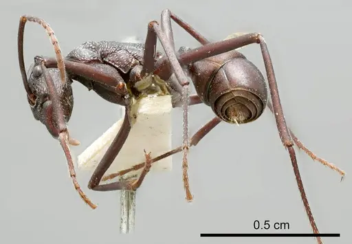 Rhytidoponera mayri specimen ANTWEB1008314 image antweb1008314_2