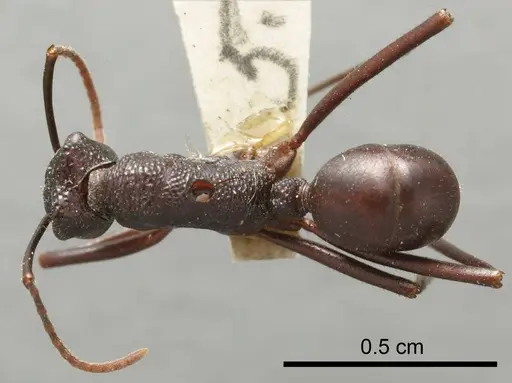 Rhytidoponera mayri specimen ANTWEB1008315 image antweb1008315_1