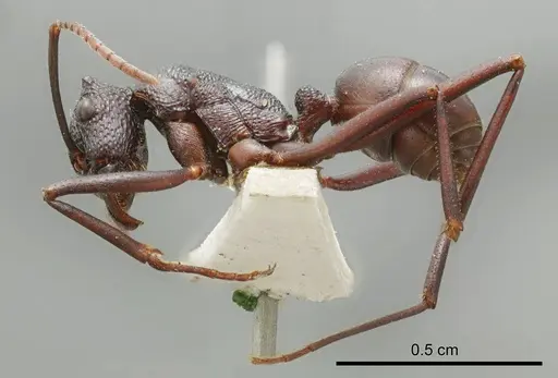 Rhytidoponera mayri specimen ANTWEB1008315 image antweb1008315_2