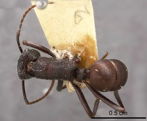 Rhytidoponera mayri specimen ANTWEB1008317 image antweb1008317_1