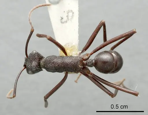 Rhytidoponera mayri specimen ANTWEB1008321 image antweb1008321_1
