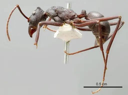 Rhytidoponera mayri specimen ANTWEB1008321 image antweb1008321_2