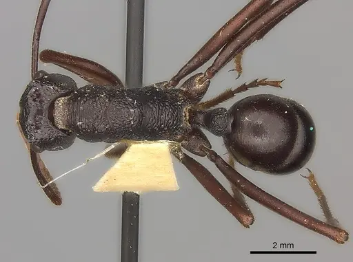 Rhytidoponera mayri specimen CASENT0217493 image casent0217493_1
