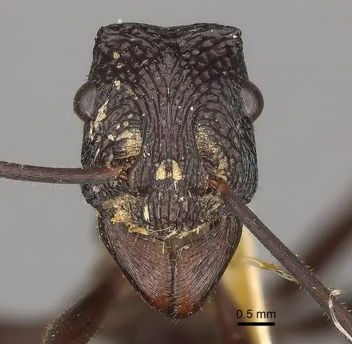 Rhytidoponera mayri specimen CASENT0217493 image casent0217493_2