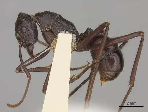 Rhytidoponera mayri specimen CASENT0217493 image casent0217493_3