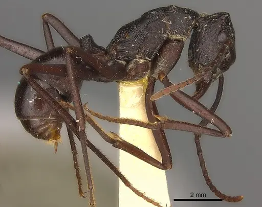 Rhytidoponera mayri specimen CASENT0217493 image casent0217493_4