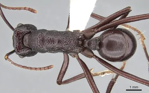 Rhytidoponera mayri specimen CASENT0281301 image casent0281301_1
