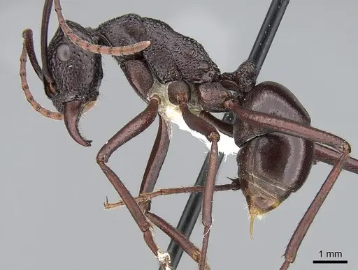 Rhytidoponera mayri specimen CASENT0281301 image casent0281301_3