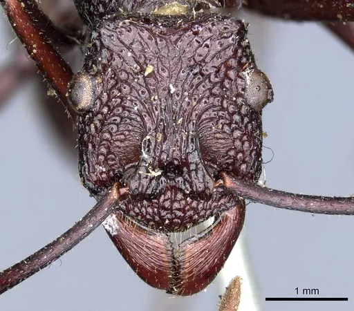 Rhytidoponera mayri specimen CASENT0903814 image casent0903814_2