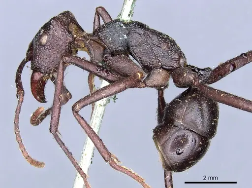 Rhytidoponera mayri specimen CASENT0903814 image casent0903814_3