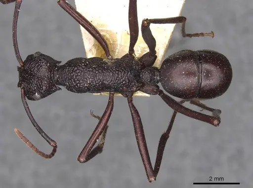 Rhytidoponera mayri specimen CASENT0907149 image casent0907149_1