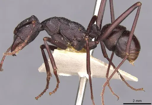 Rhytidoponera mayri specimen CASENT0907149 image casent0907149_3