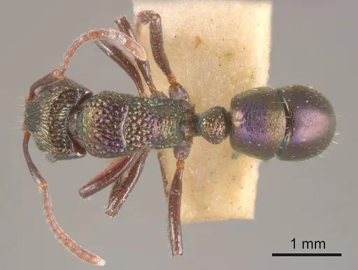 Rhytidoponera metallica specimen ANTWEB1008158 image antweb1008158_1