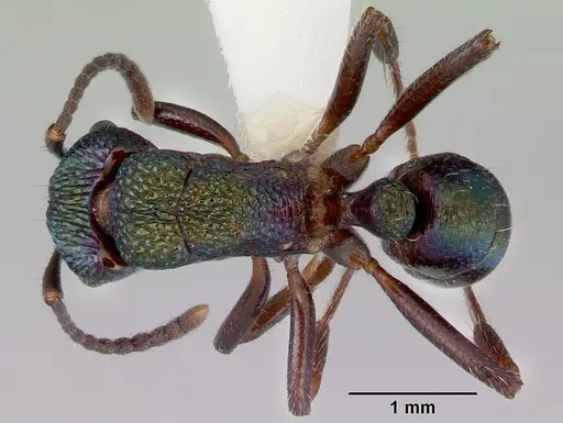 Rhytidoponera metallica specimen CASENT0172345 image casent0172345_1