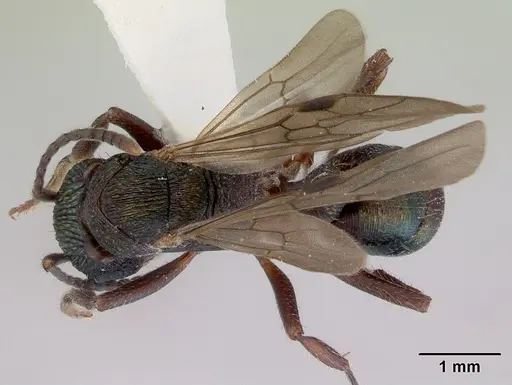 Rhytidoponera metallica specimen CASENT0172346 image casent0172346_1