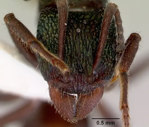 Rhytidoponera metallica specimen CASENT0172346 image casent0172346_2