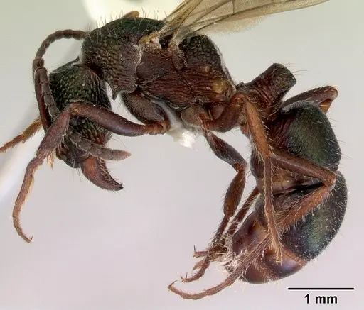 Rhytidoponera metallica specimen CASENT0172346 image casent0172346_3