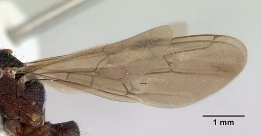 Rhytidoponera metallica specimen CASENT0172346 image casent0172346_4