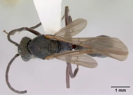 Rhytidoponera metallica specimen CASENT0172347 image casent0172347_1