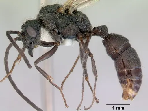 Rhytidoponera metallica specimen CASENT0172347 image casent0172347_3