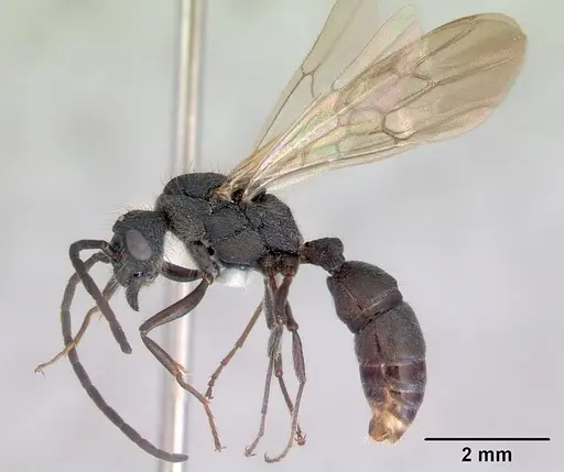 Rhytidoponera metallica specimen CASENT0172347 image casent0172347_4