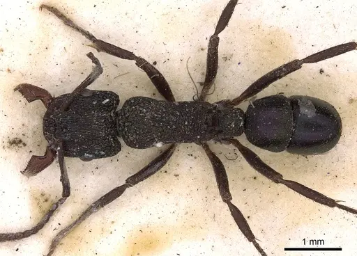 Rhytidoponera metallica specimen CASENT0900527 image casent0900527_1