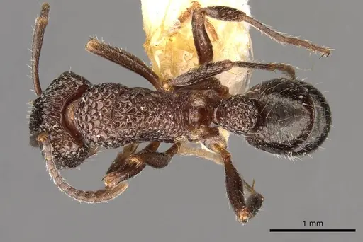 Rhytidoponera metallica specimen CASENT0907159 image casent0907159_1