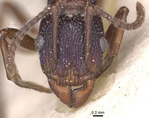 Rhytidoponera metallica specimen CASENT0915139 image casent0915139_2