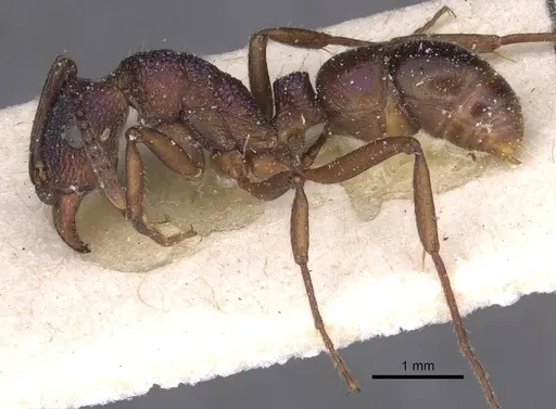 Rhytidoponera metallica specimen CASENT0915139 image casent0915139_3