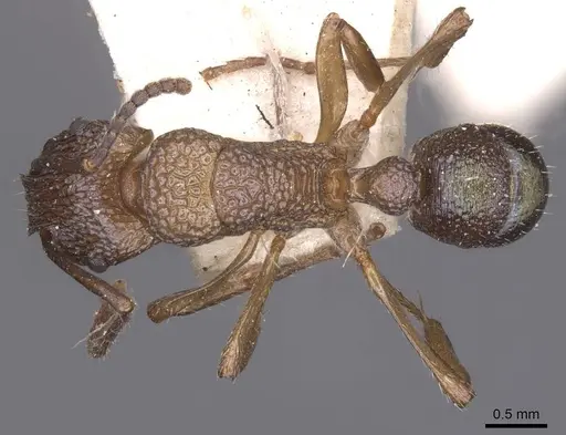 Rhytidoponera metallica specimen CASENT0915140 image casent0915140_1