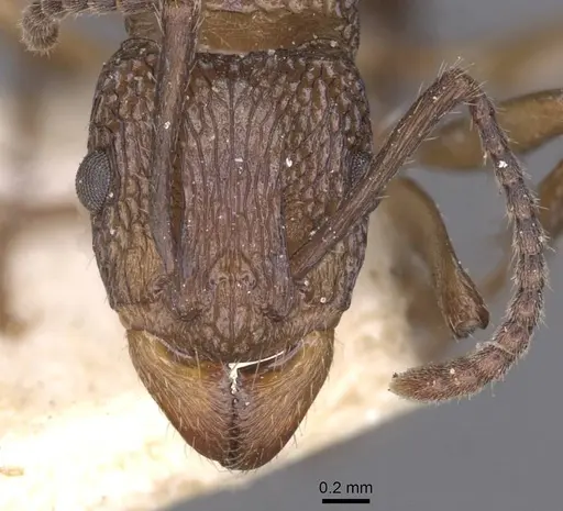 Rhytidoponera metallica specimen CASENT0915140 image casent0915140_2