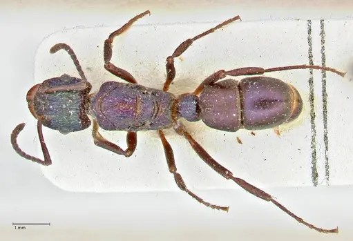 Rhytidoponera metallica specimen FOCOL2887 image focol2887_1