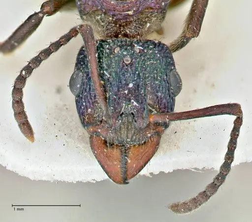 Rhytidoponera metallica specimen FOCOL2887 image focol2887_2