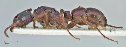 Rhytidoponera metallica specimen FOCOL2887 image focol2887_3