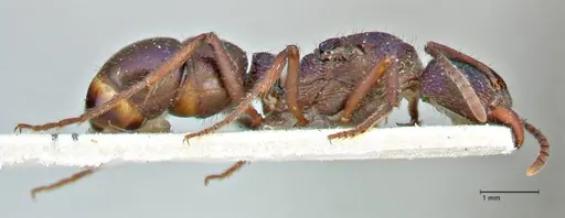 Rhytidoponera metallica specimen FOCOL2887 image focol2887_4