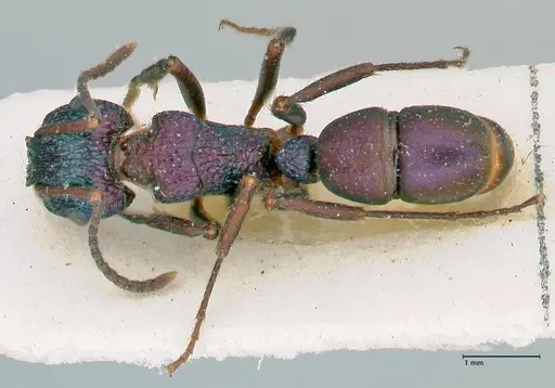 Rhytidoponera metallica specimen FOCOL2888 image focol2888_1