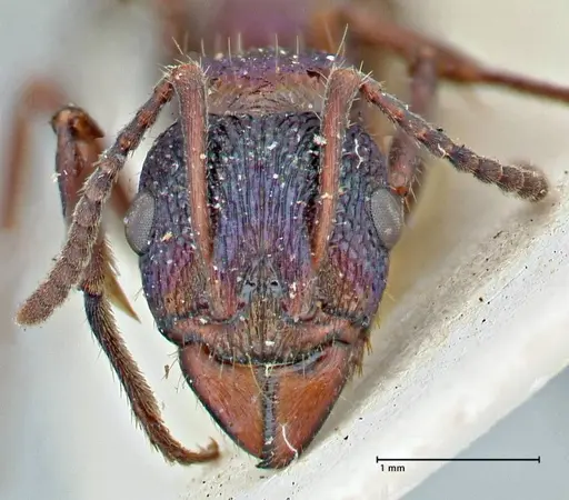 Rhytidoponera metallica specimen FOCOL2888 image focol2888_2