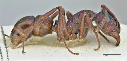 Rhytidoponera metallica specimen FOCOL2888 image focol2888_3