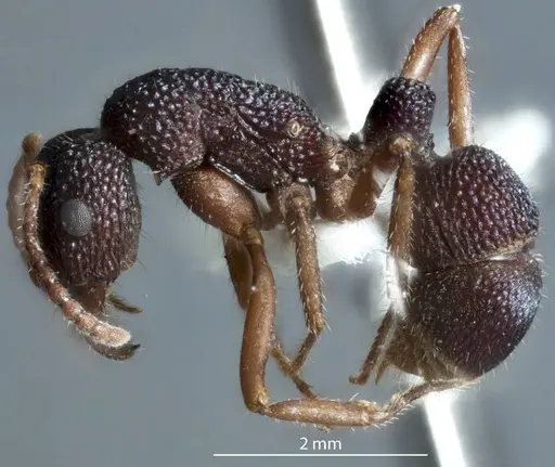 Rhytidoponera metallica specimen JDM32-002929 image jdm32-002929_3