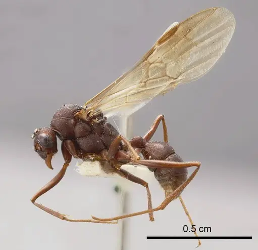 Rhytidoponera micans specimen ANTWEB1008310 image antweb1008310_2