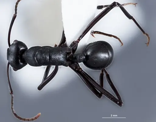 Rhytidoponera micans specimen ANTWEB1041390 image antweb1041390_1
