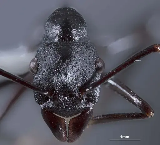 Rhytidoponera micans specimen ANTWEB1041390 image antweb1041390_2