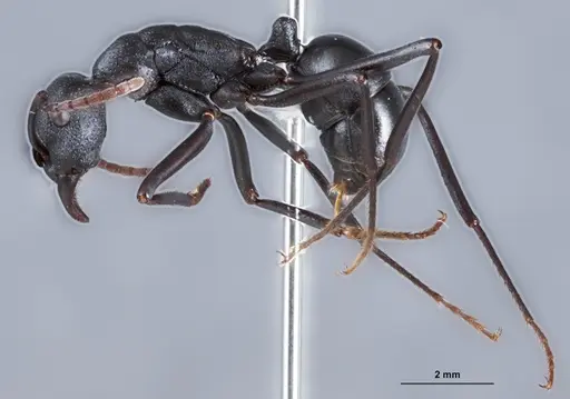 Rhytidoponera micans specimen ANTWEB1041390 image antweb1041390_3