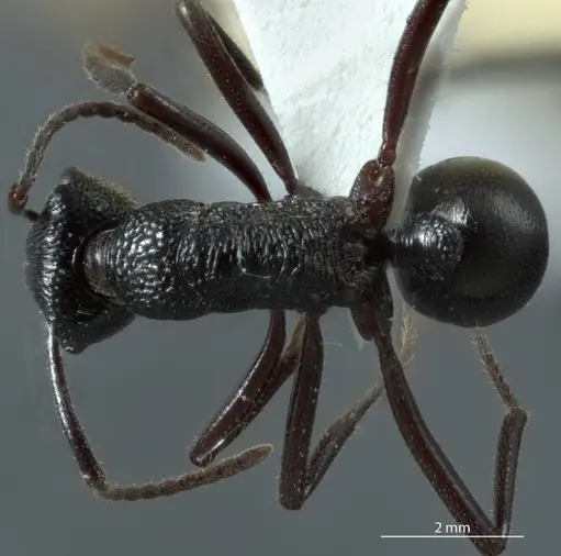 Rhytidoponera micans specimen JDM32-002936 image jdm32-002936_1