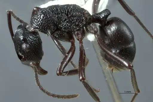 Rhytidoponera micans specimen JDM32-002936 image jdm32-002936_3