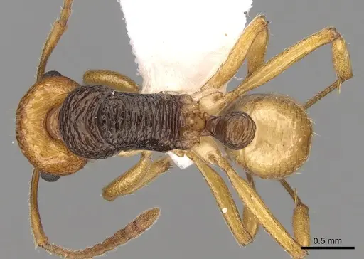 Rhytidoponera mimica specimen CASENT0281324 image casent0281324_1