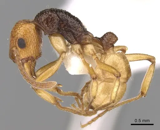 Rhytidoponera mimica specimen CASENT0281324 image casent0281324_3